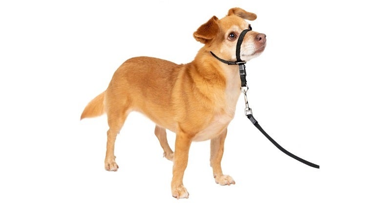 Sensation dog harness hotsell